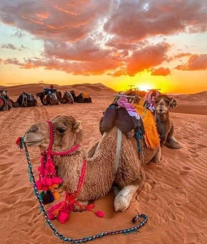 morocco student tours